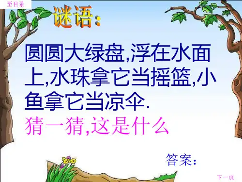 《荷叶圆圆》PPT课件