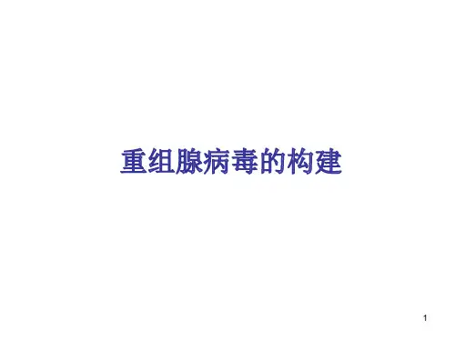 腺病毒载体构建精品PPT课件