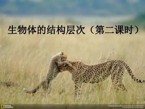 生物体的结构层次2 ppt课件.ppt