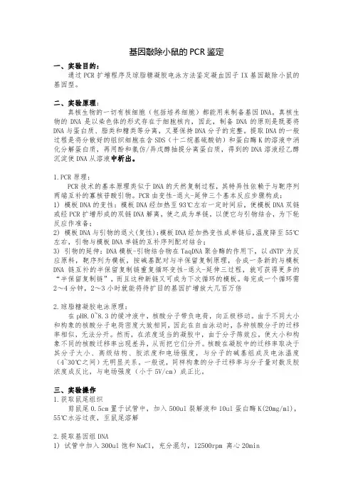 基因敲除小鼠的PCR鉴定