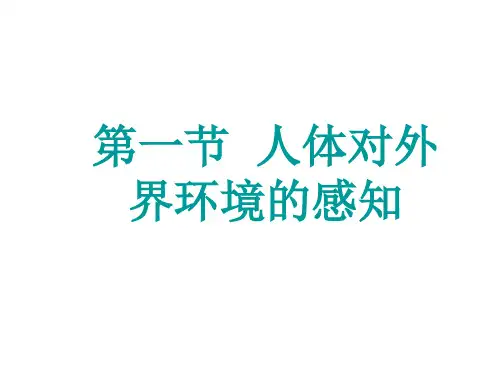 眼和视觉的形成ppt课件