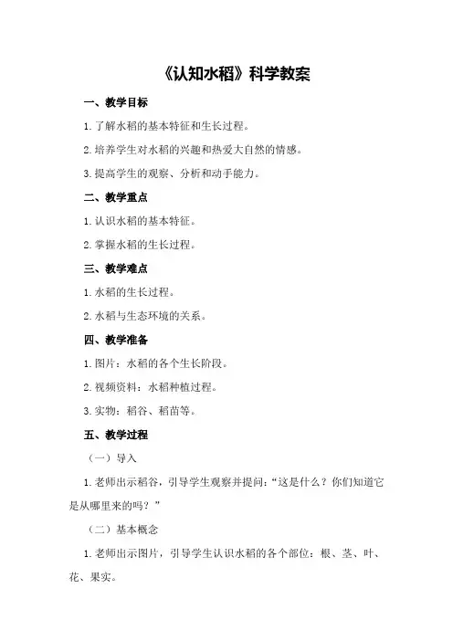 中班《认知水稻》科学教案