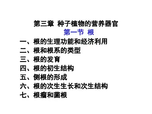 植物的根-高中生物竞赛PPT课件