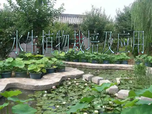 水生植物种类及应用课件