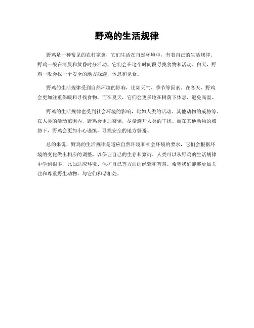 野鸡的生活规律
