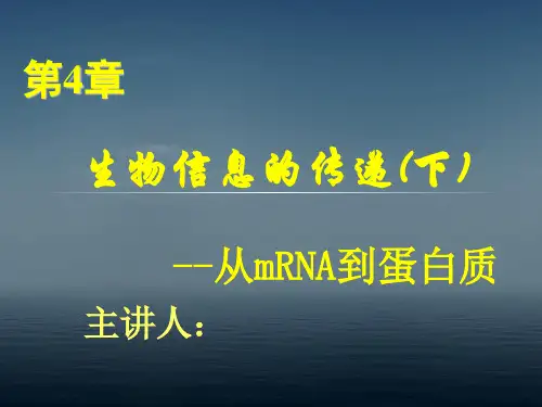 真核生物的翻译过程