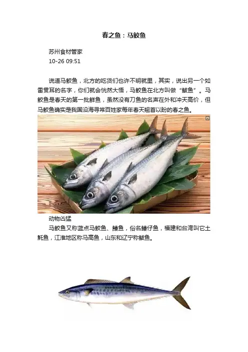 春之鱼：马鲛鱼