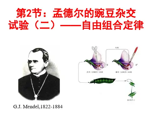 分离定律和自由组合定律(含各种计算题型和特殊比例)