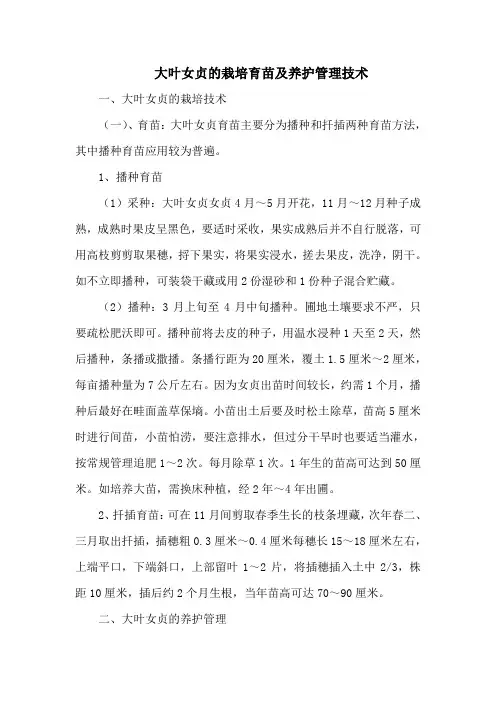 大叶女贞的栽培育苗及养护管理技术