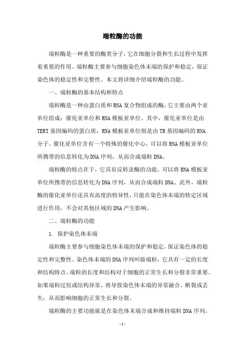 端粒酶的功能