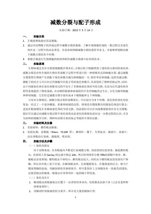遗传实验报告1_减分