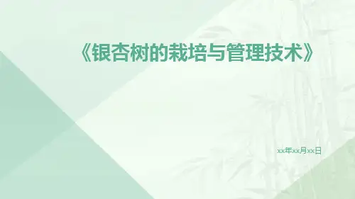 银杏树的栽培与管理技术