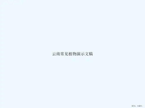 云南常见植物演示文稿