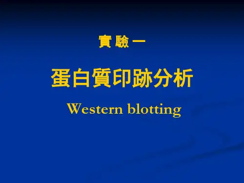 蛋白质印迹分析课件