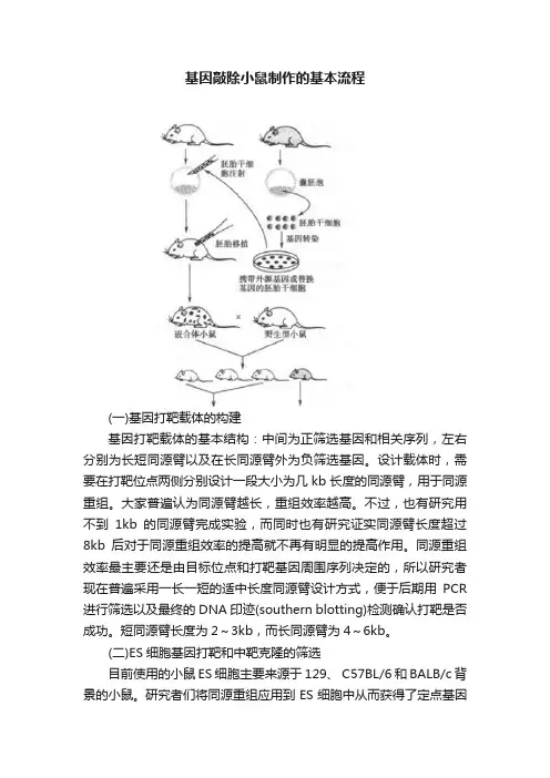 基因敲除小鼠制作的基本流程