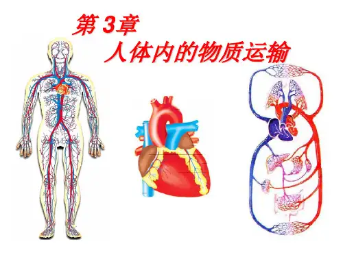 济南版七年级生物下册第三章 人体内的物质运输 章节复习 课件