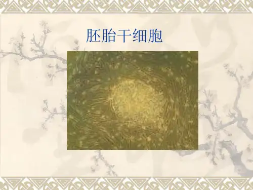 胚胎干细胞(自己做的ppt)