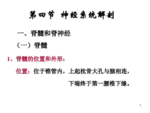 神经系统解剖ppt课件