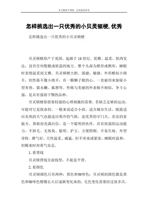 怎样挑选出一只优秀的小贝灵顿梗,优秀