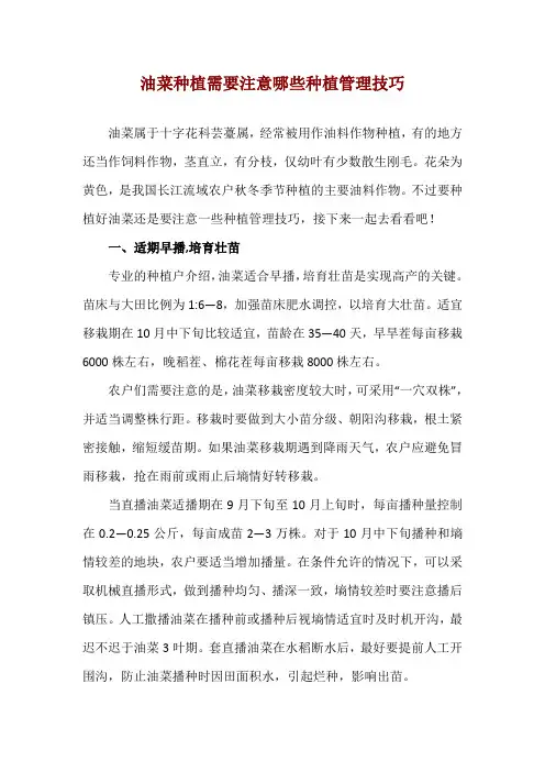 油菜种植需要注意哪些种植管理技巧