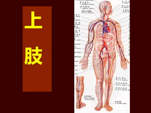 局部解剖-上肢