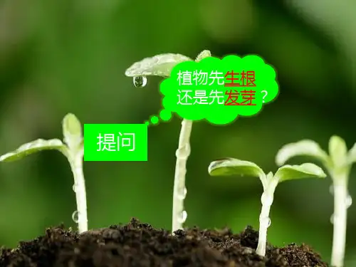 小学自然课件-植物的根茎叶