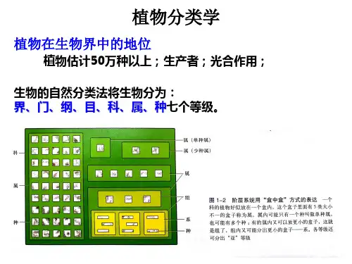 A 藻类 地衣