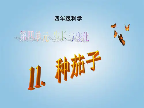 四年级下11种茄子冀人版