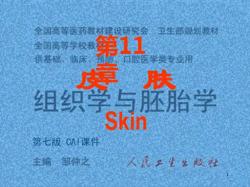 人面部皮肤结构图详解ppt课件