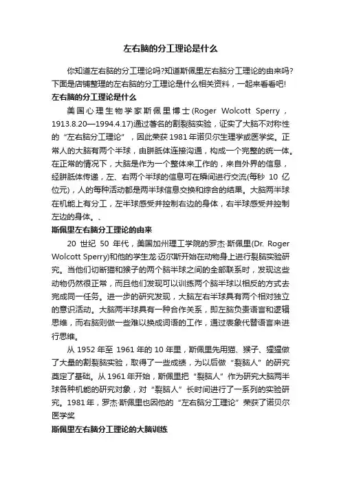左右脑的分工理论是什么