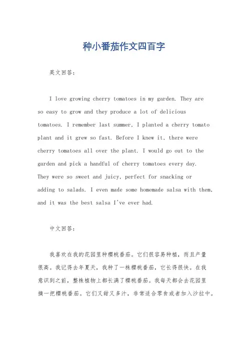 种小番茄作文四百字