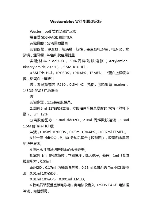 Westernblot实验步骤详尽版