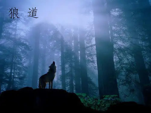 狼道-探索狼的团队精神与合作的智慧
