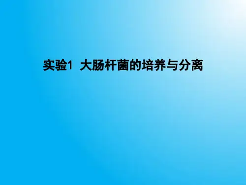 高中生物PPT课件实验1  大肠杆菌的分离和培养