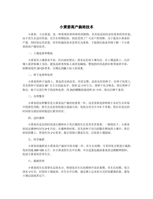 小黄姜高产栽培技术