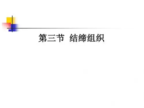 第三节结缔组织