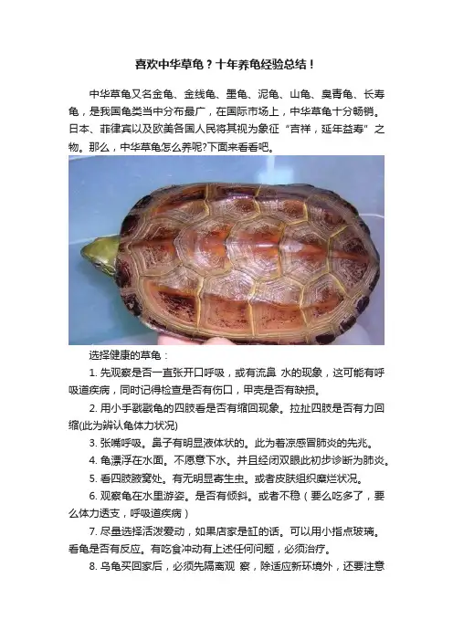 喜欢中华草龟？十年养龟经验总结！