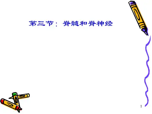 脊髓和脊神经PPT