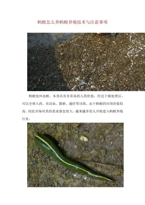 蚂蝗怎么养 蚂蝗养殖技术与注意事项