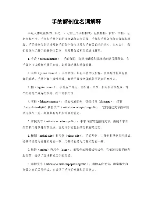 手的解剖位名词解释