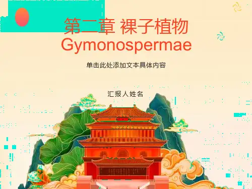 《裸子植物》课件