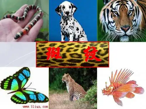 斑纹课件