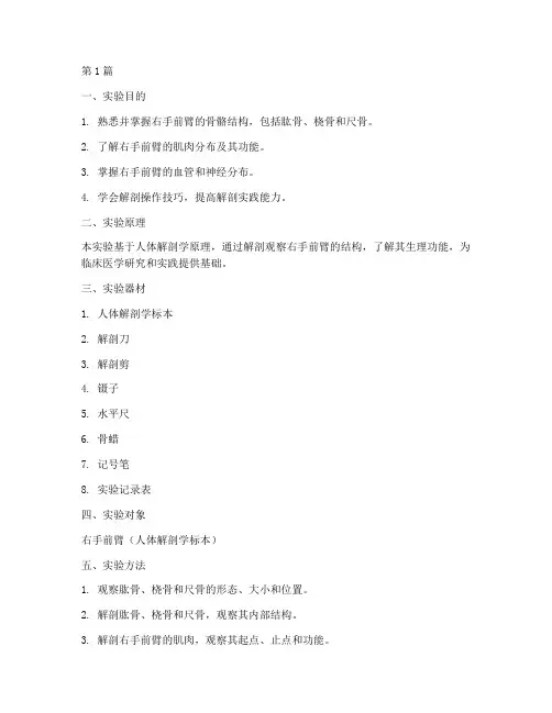 解剖实验报告右手前臂(3篇)