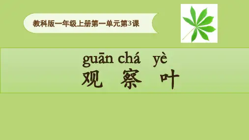 一年级上册科学-观察叶(23)l教科版(13张ppt)公开课课件