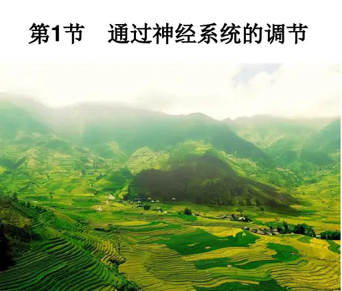 高中生物人教版必修3教案-通过神经系统调节