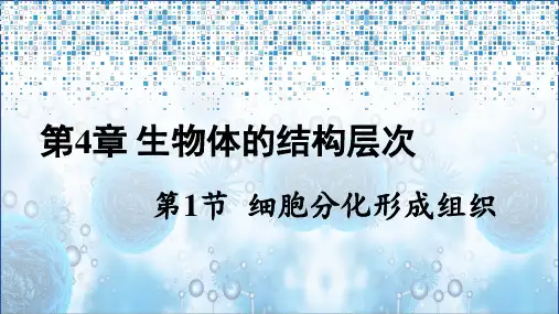 北师版 七年级生物上册第1节 细胞分化形成组织课件