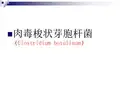 肉毒梭状芽孢杆菌