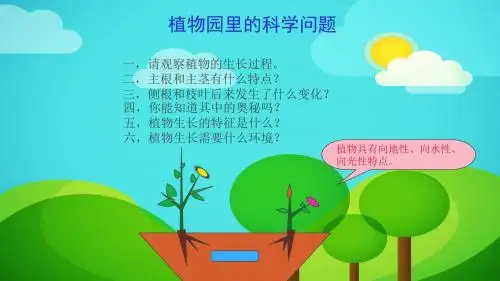 植物生长过程