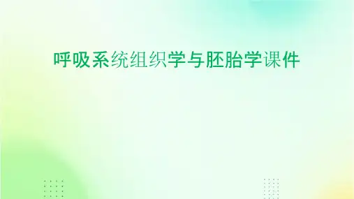 呼吸系统组织学与胚胎学课件