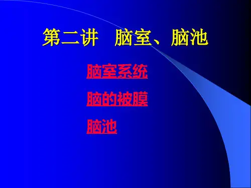 脑池的断面解剖图